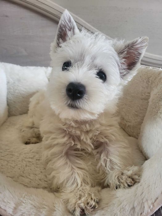 West Highland White Terrier/ Вест Хайленд Уайт Тер'єр