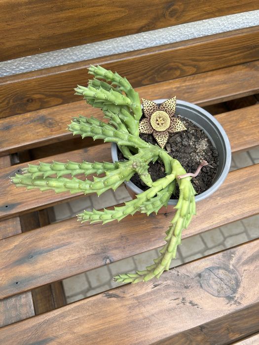 Vendo suculentas com flor.