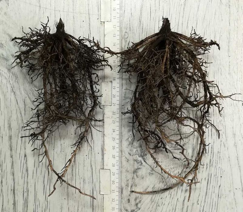 Funkia Hosta 'Piedmont Gold' 008