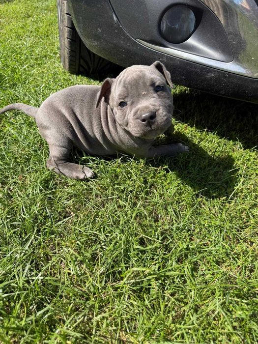 Amstaff American Staffordshire Terrier blue capp