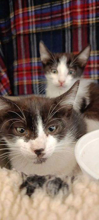 Gatinhos para adoção