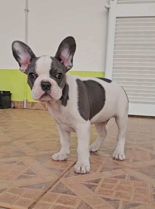 Bulldog Francês Blue Pied