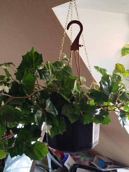 Cissus rąbolistny, geranium anginka,, ginura pomarańczowa