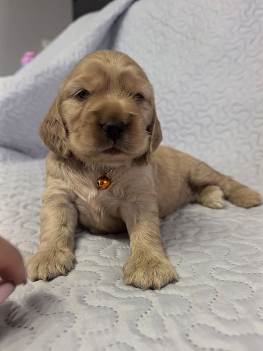 Śliczna suczka  cocker spaniel