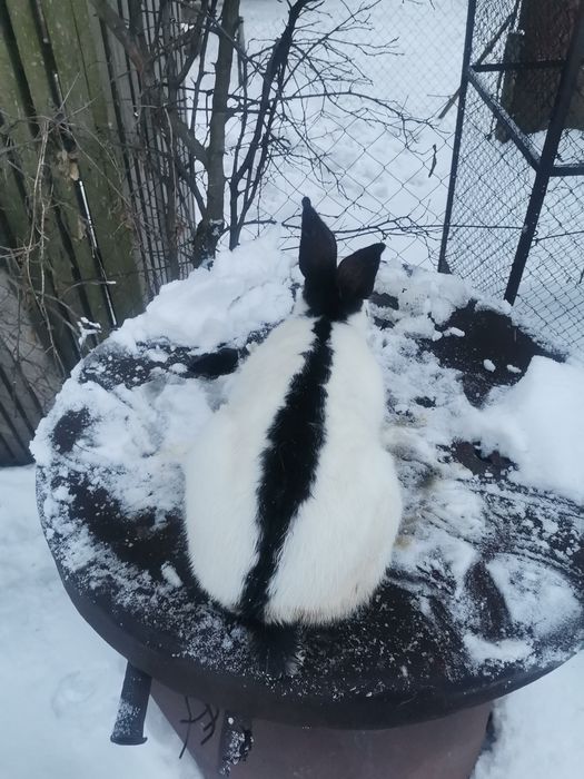 Кролі кролики строкач