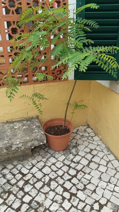 Tipuanas arvores com 2 ou mais anos