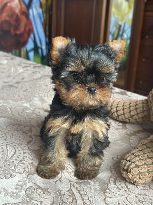 Хлопчики йорчики