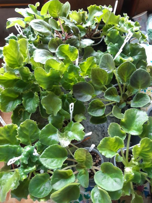 Фіалки - дітки та стартери