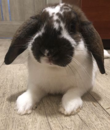 Декоративний кролик