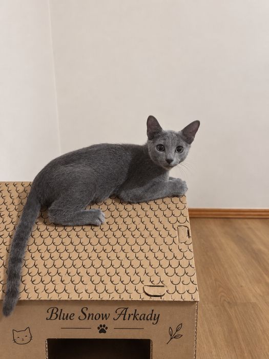 Найкраща пропозиція! Russin Blue кошеня. Blue Snow Arkady. Хлопчик.