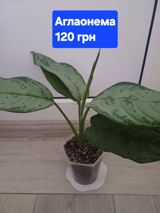 Кімнатні    квіти