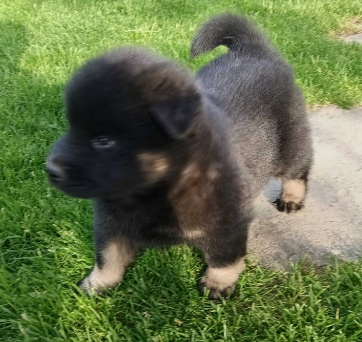 EURASIER czarna dziewczynka