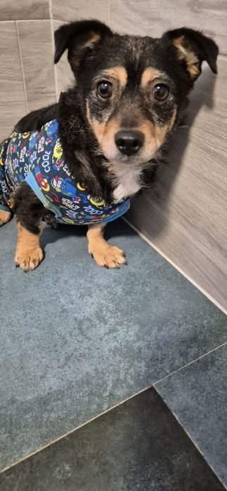 Suczka Około 7 lat
