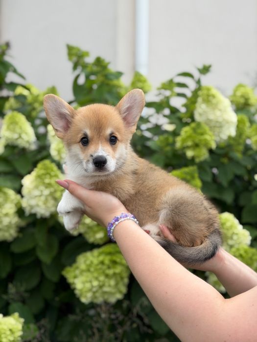 Welsh corgi pembroke Fci chłopiec