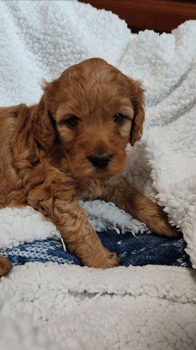 Cockapoo Suczka GAJA