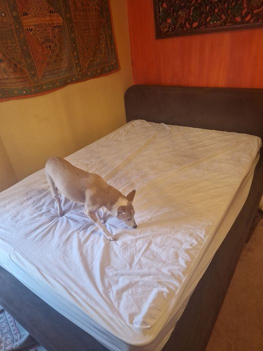 Cama de casal da loja Area, 1.70 por 2.14