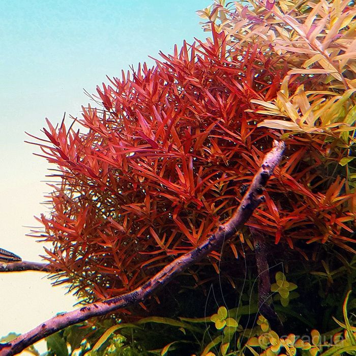 Rotala Rotundifolia 'H'ra''