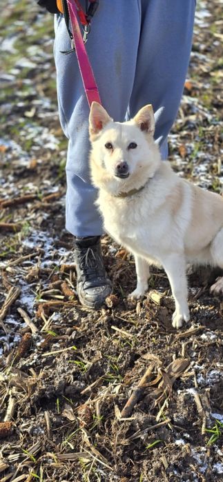 Amur i Bianca szukają wspólnego domu