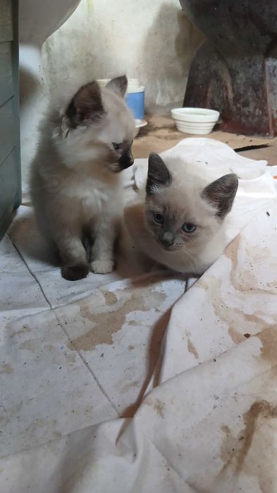 Gatinhas para adoção