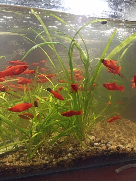 Рыбки аквариумные Меченосцы.