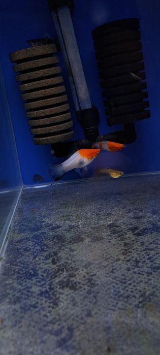 Mieczyki koi wagtail bardzo rzadkie