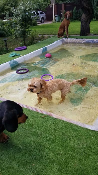 Готель для собак Villa - Esenia.