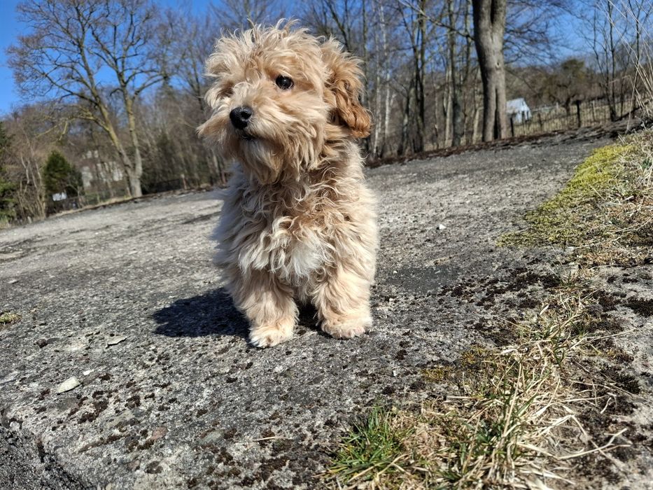 maltipoo szczeniak piesek