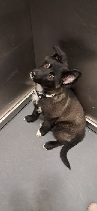 Czteromiesięczna suczka szuka nowego domu.