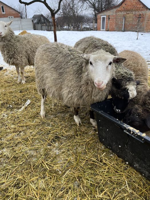Продам барана на мясо  молодой  кастрированый  имено сок