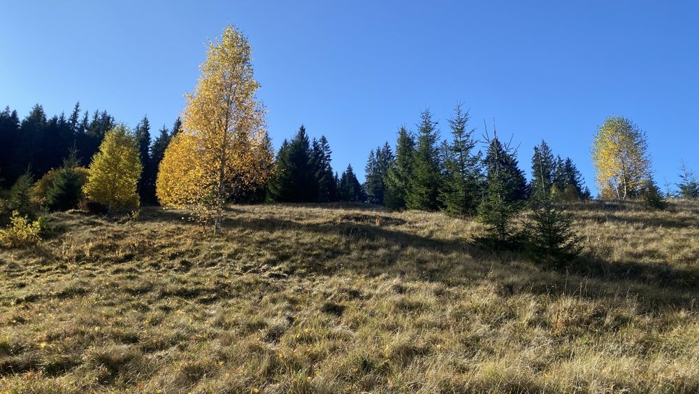 Земля під будову, межує з лісом, гарний доїзд