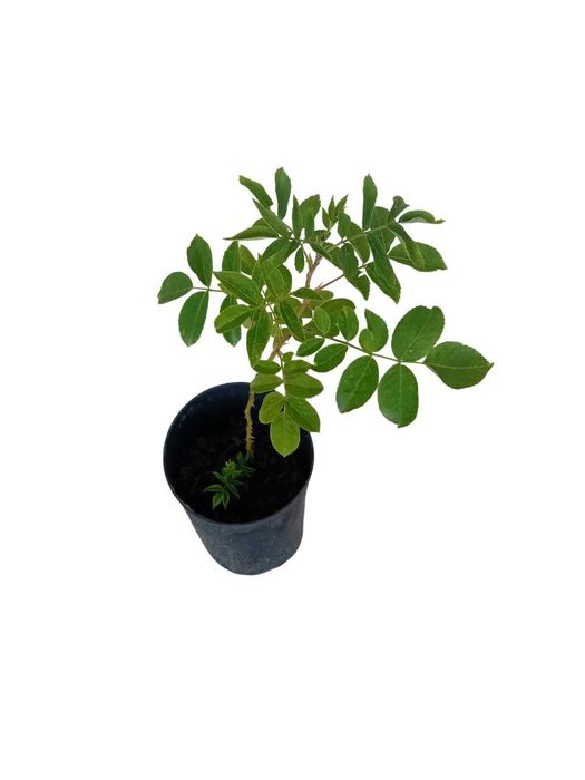 Roseira trepadeira branca