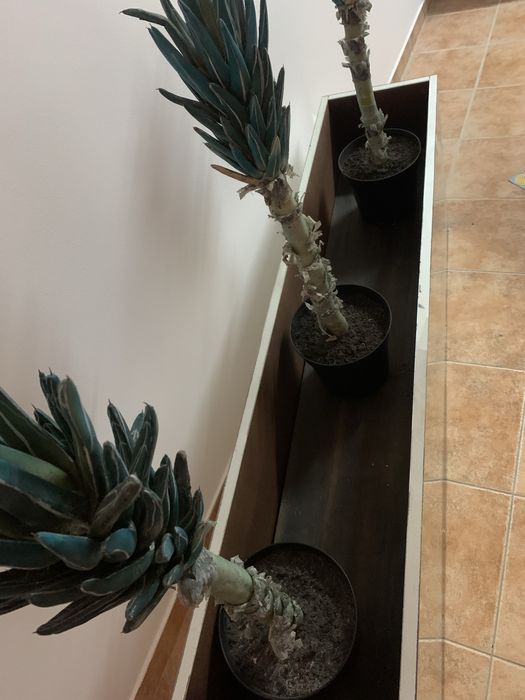 Vaso Floreira em espelho