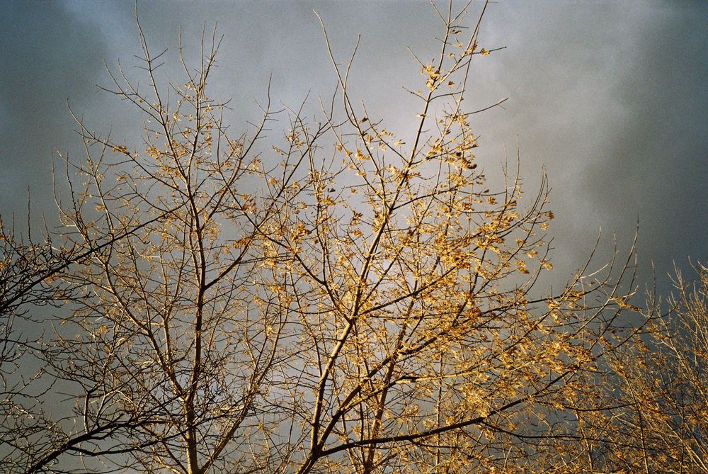 Фотоплівка Kodak Gold 200/36 кадрів до 01/2027 плівка 35 мм