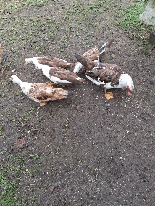 Vendo patos mudos