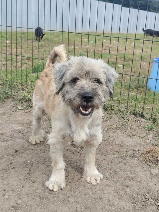 DREDZIK czeka na swój domek