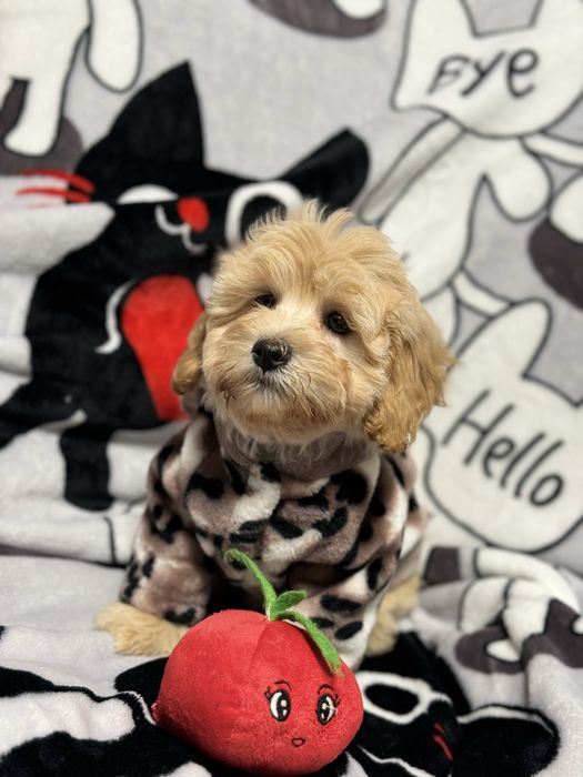 Кукла мальтипу ф1