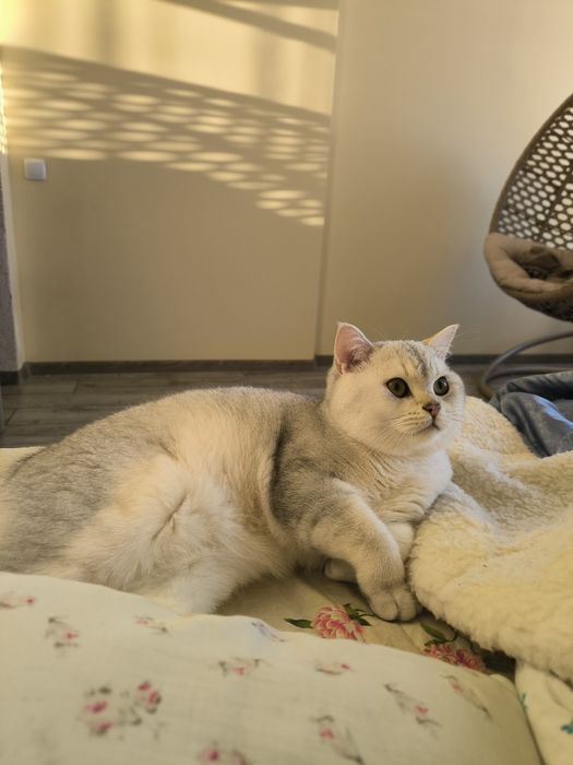 Шотландський прямовухий кіт в'язка