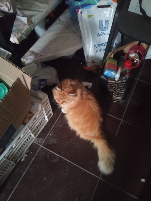 Рыжая стерилизованная кошка с фронта ищет дом! Кошка в хорошие руки!