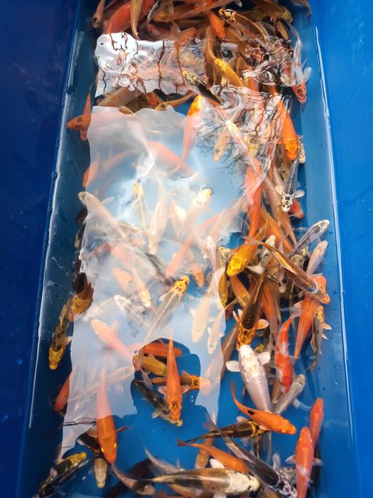 Karp koi 8-12 cm, ryby do oczka wodnego, stawu