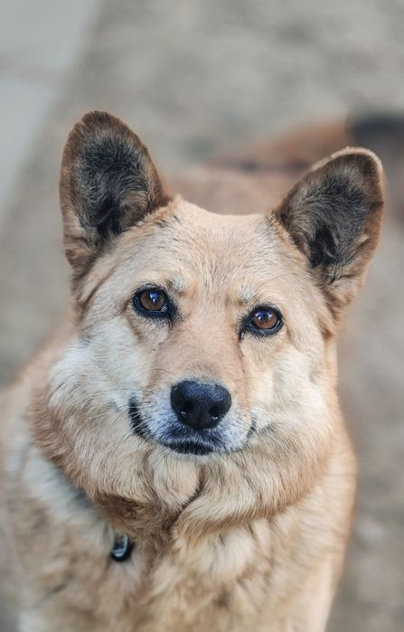 Piękna i grzeczna sunia do adopcji!
