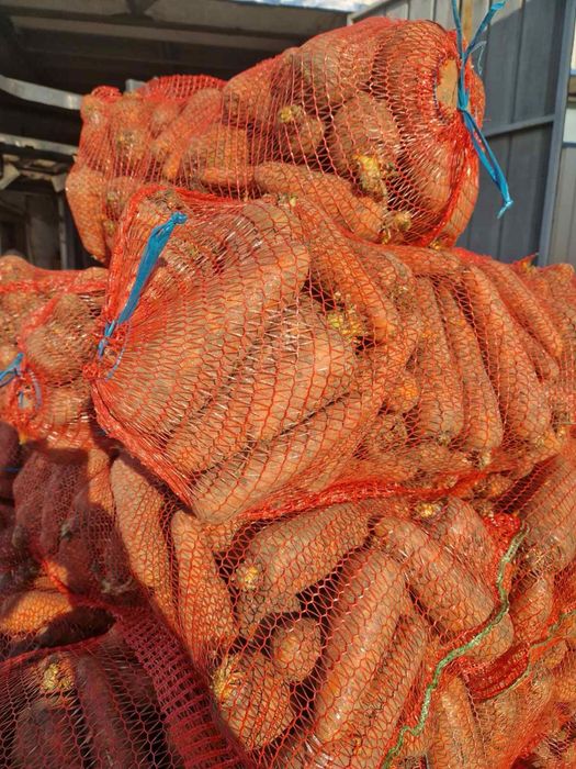 Продам морковь свіжа 10т