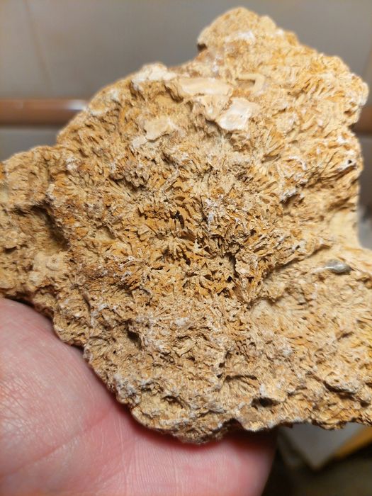 Fóssil coral Miocénico