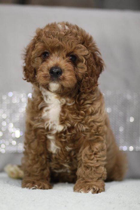 ***Śliczny Cavapoo**