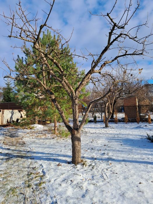 Профессиональная обрезка сада!