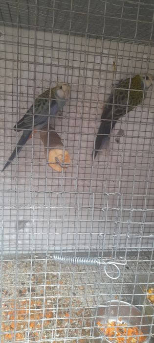 Casal Roselas Adscitus