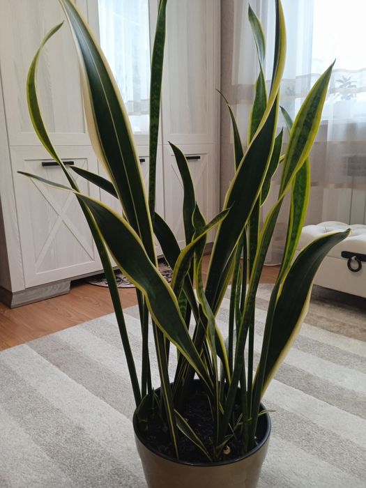 Сансеєверія -невибаглива красуня