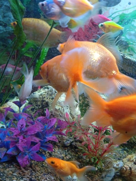 Продам рибки акваріумні