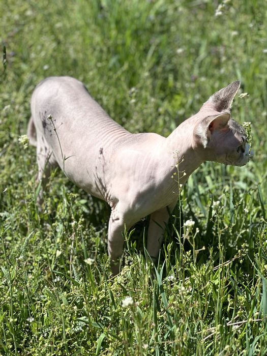 Воспитанная кошка канадский сфинкс с полным пакетом док+аксессуаров