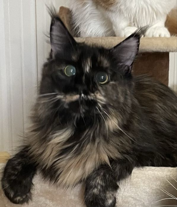 мейнкуны с документами.