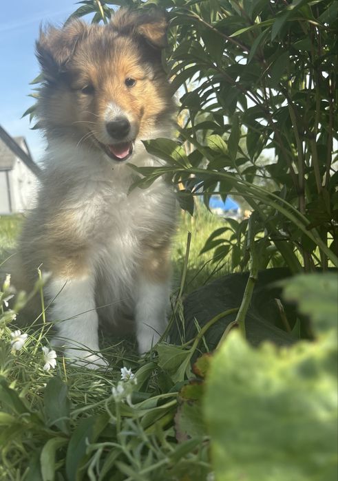 Owczarek Szkocki Collie Samiec